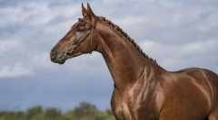 Украински коњ коњ